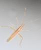 Stenodema laevigata